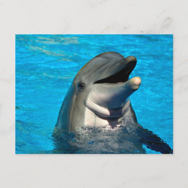 Bottlenose dolphin head holiday postcard (Front)
