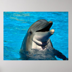 Bottlenose dolphin head poster