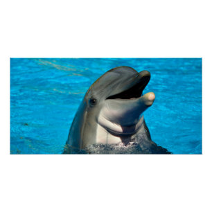 Bottlenose dolphin head poster