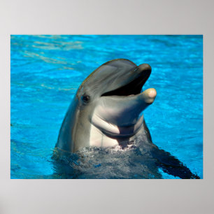 Bottlenose dolphin head poster