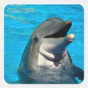 Bottlenose dolphin head square sticker
