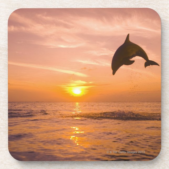 Bottlenose Dolphin jumping 2 Coaster (Front)