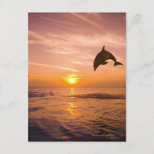 Bottlenose Dolphin jumping 2 Postcard