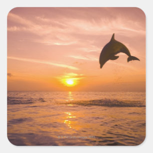 Bottlenose Dolphin jumping 2 Square Sticker