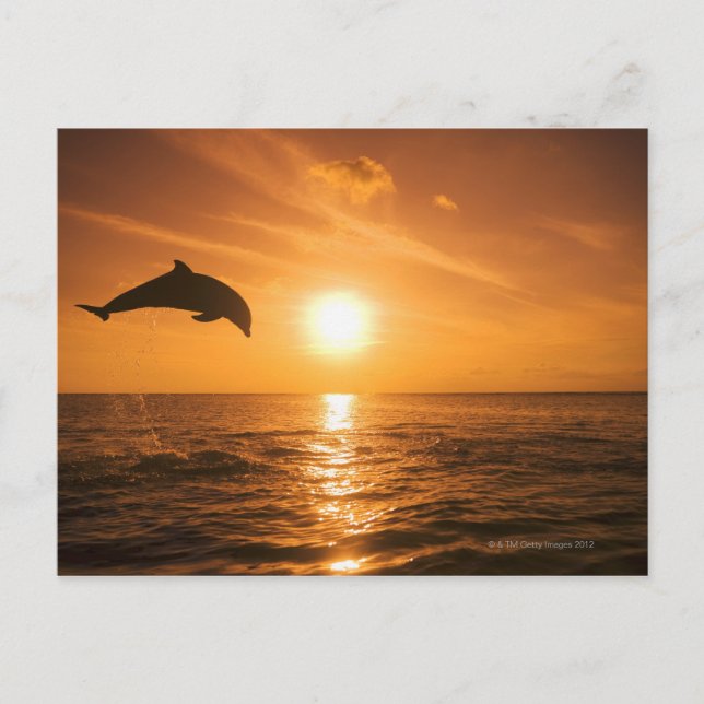 Bottlenose Dolphin jumping Postcard (Front)
