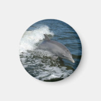 Bottlenose Dolphin