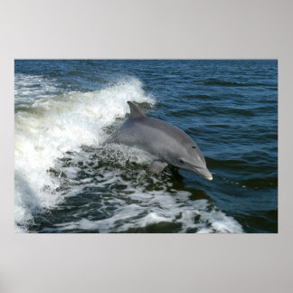 bottlenose dolphin photo poster print