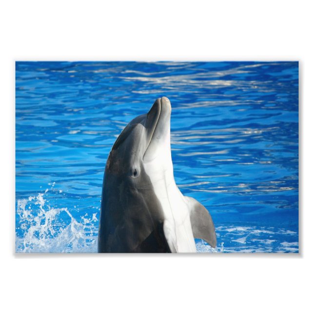 Bottlenose Dolphin Photo Print (Front)
