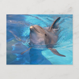 Bottlenose dolphin postcard