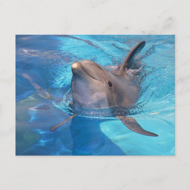 Bottlenose dolphin postcard (Front)