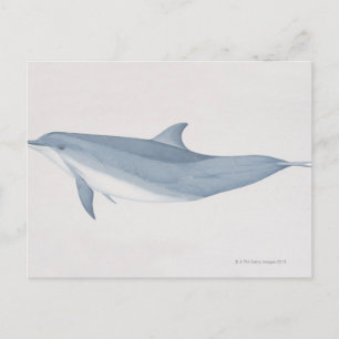 Bottlenose Dolphin Postcard