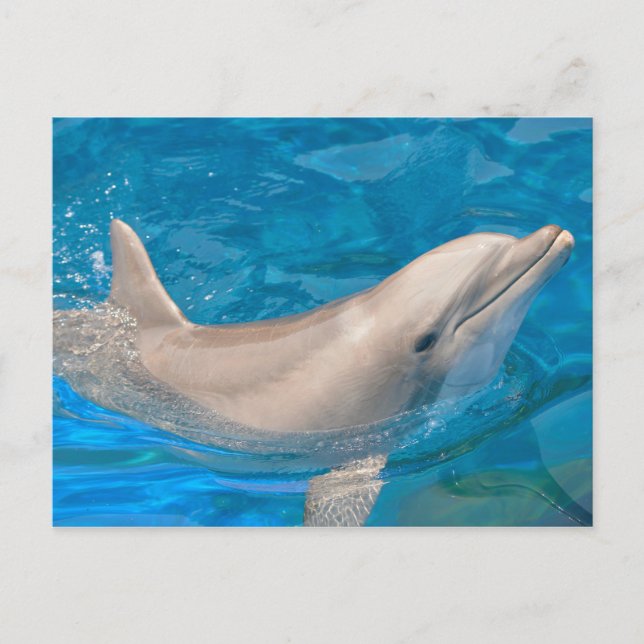 Bottlenose dolphin postcard (Front)