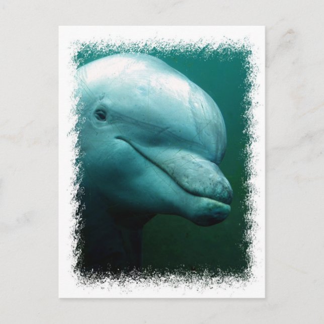 Bottlenose Dolphin Postcard (Front)