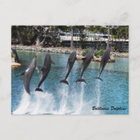 Bottlenose Dolphin