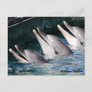 Bottlenose Dolphin Postcard