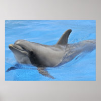 Bottlenose dolphin