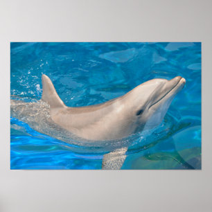 Bottlenose dolphin poster