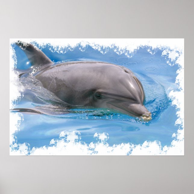 Bottlenose dolphin poster (Front)