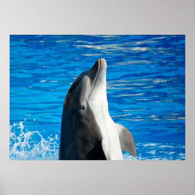 Bottlenose Dolphin Poster (Front)