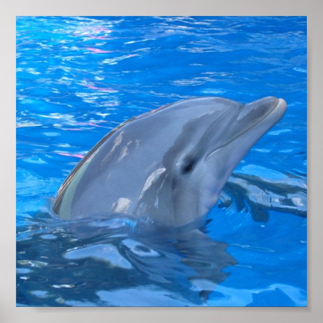 Bottlenose Dolphin Print (Front)