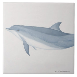 Bottlenose Dolphin Tile