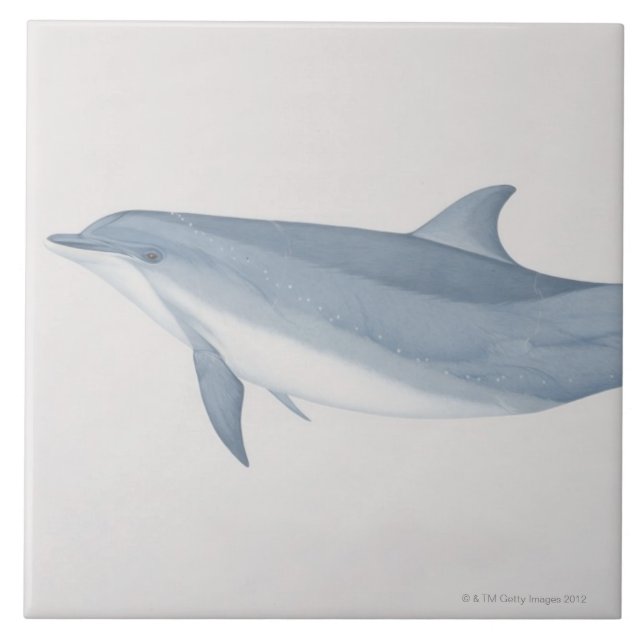 Bottlenose Dolphin Tile (Front)