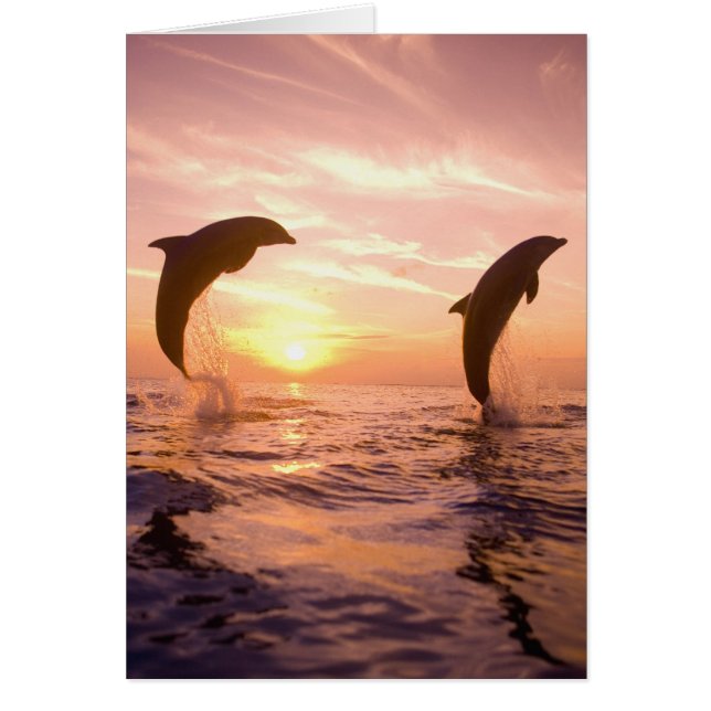 Bottlenose Dolphins Tursiops truncatus (Front)