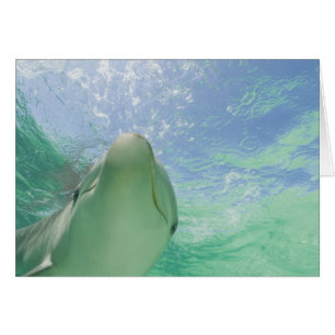 Bottlenose Dolphins Tursiops truncatus)