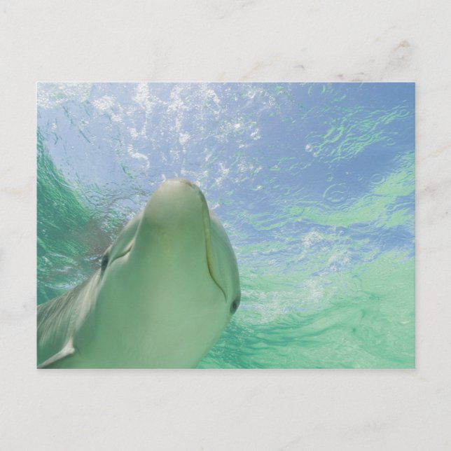 Bottlenose Dolphins Tursiops truncatus) 26 Postcard (Front)