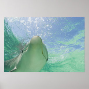 Bottlenose Dolphins Tursiops truncatus) 26 Poster