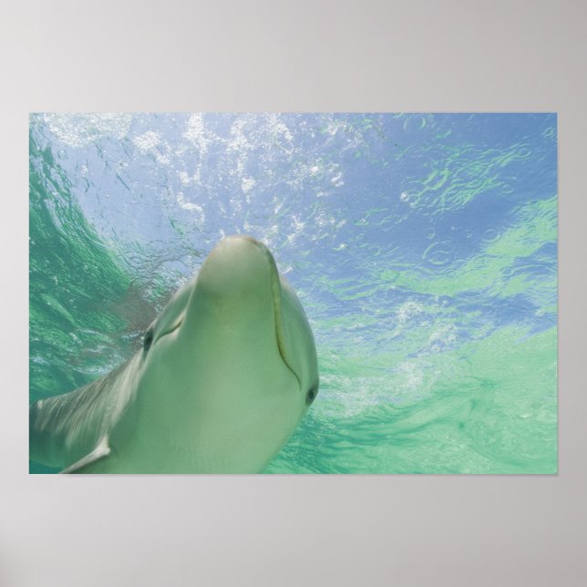 Bottlenose Dolphins Tursiops truncatus) 26 Poster (Front)