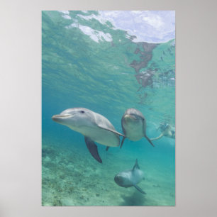 Bottlenose Dolphins Tursiops truncatus) 6 Poster