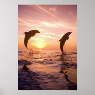 Bottlenose Dolphins Tursiops truncatus) 8 Poster