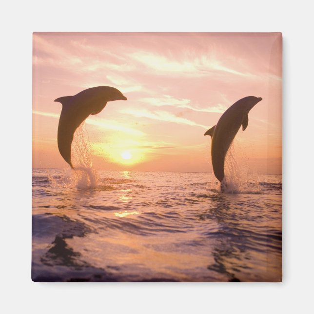 Bottlenose Dolphins Tursiops truncatus Magnet (Front)