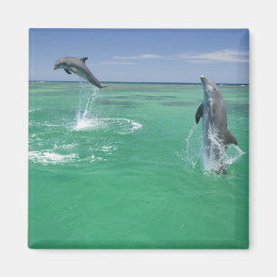 Bottlenose Dolphins Tursiops truncatus Magnet