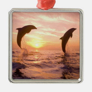 Bottlenose Dolphins Tursiops truncatus Metal Ornament