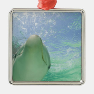 Bottlenose Dolphins Tursiops truncatus) Metal Tree Decoration