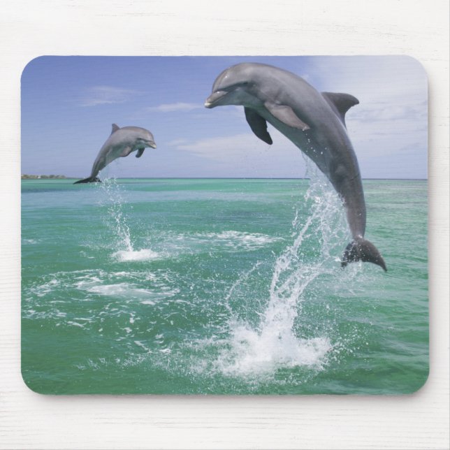 Bottlenose Dolphins Tursiops truncatus Mouse Pad (Front)