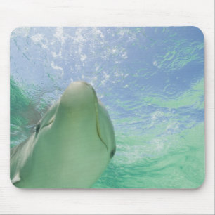 Bottlenose Dolphins Tursiops truncatus) Mouse Pad