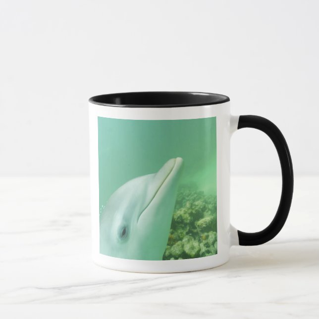 Bottlenose Dolphins Tursiops truncatus Mug (Right)