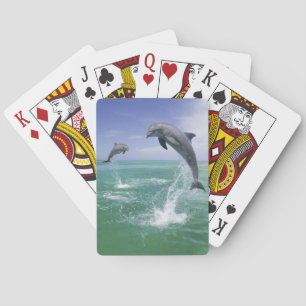Bottlenose Dolphins Tursiops truncatus Playing Cards