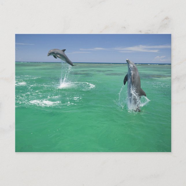 Bottlenose Dolphins Tursiops truncatus Postcard (Front)