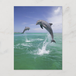 Bottlenose Dolphins Tursiops truncatus Postcard