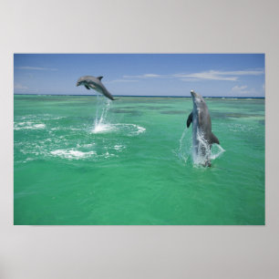 Bottlenose Dolphins Tursiops truncatus Poster