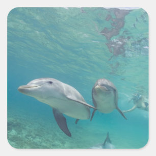 Bottlenose Dolphins Tursiops truncatus Square Sticker