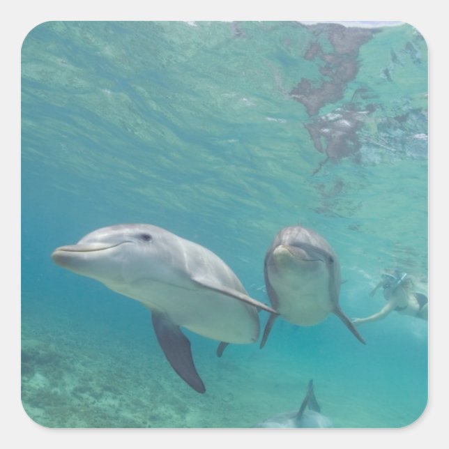 Bottlenose Dolphins Tursiops truncatus Square Sticker (Front)