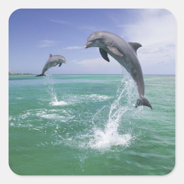 Bottlenose Dolphins Tursiops truncatus Square Sticker (Front)