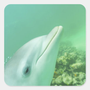 Bottlenose Dolphins Tursiops truncatus Square Sticker