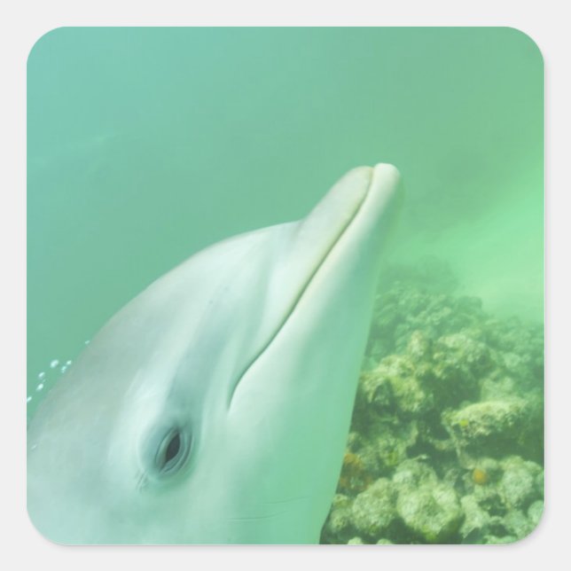Bottlenose Dolphins Tursiops truncatus Square Sticker (Front)