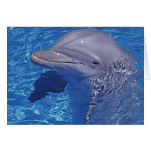 Bottlenosed Dolphin, Tursiops Truncatus